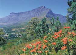 Table Mountain